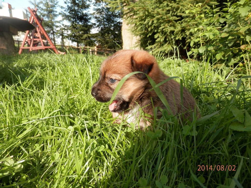 Zagroda Agroturystyczna Wiecha Mieroszow Esterno foto
